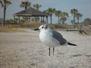 a seagull on the beach at Amelia Island, FL